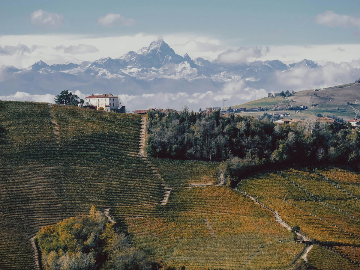 Piemonte Beyond Barolo: The Wines Italians Actually Put on the Table