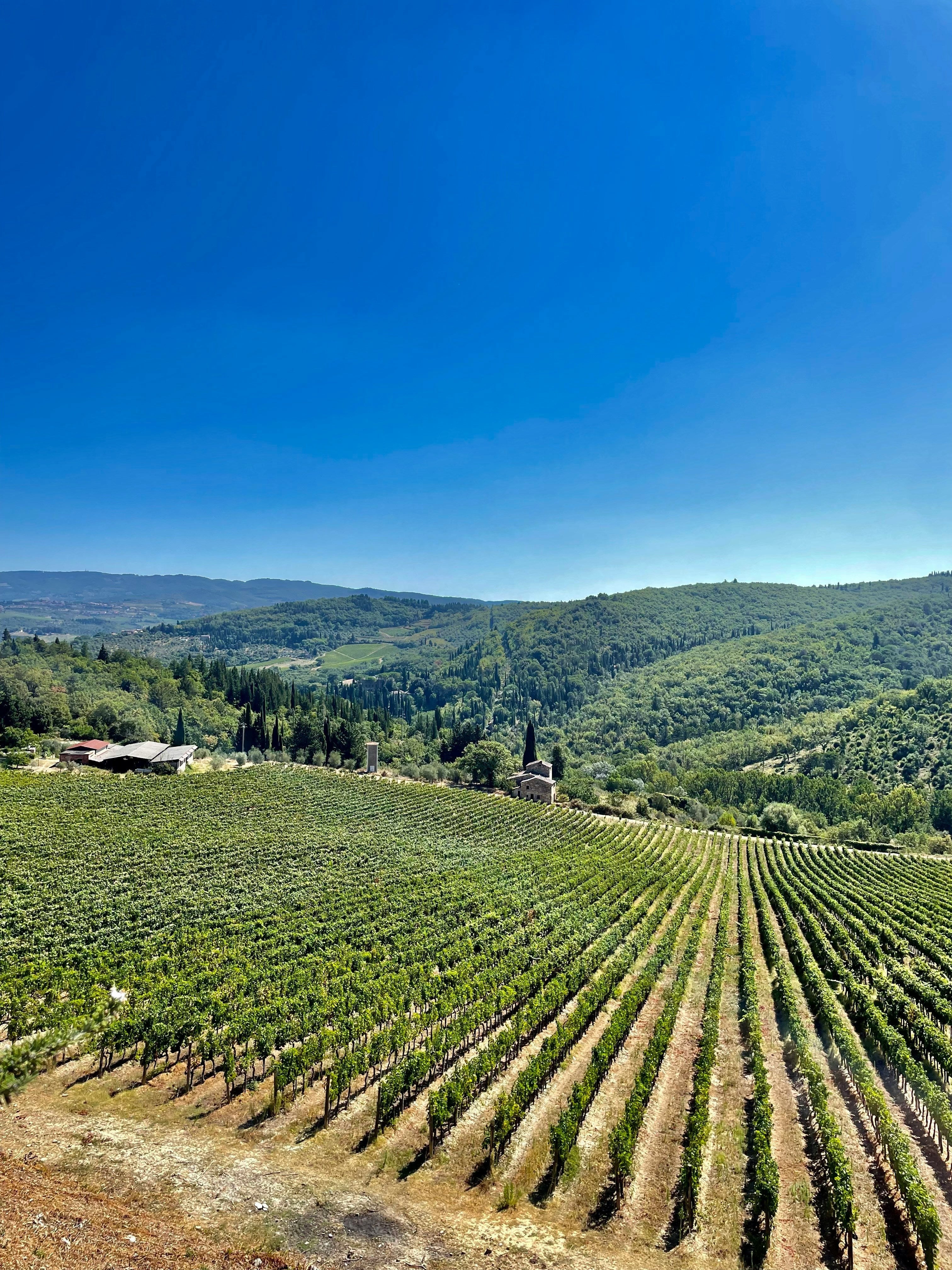 Sangiovese: The Soul of the Tuscan Table
