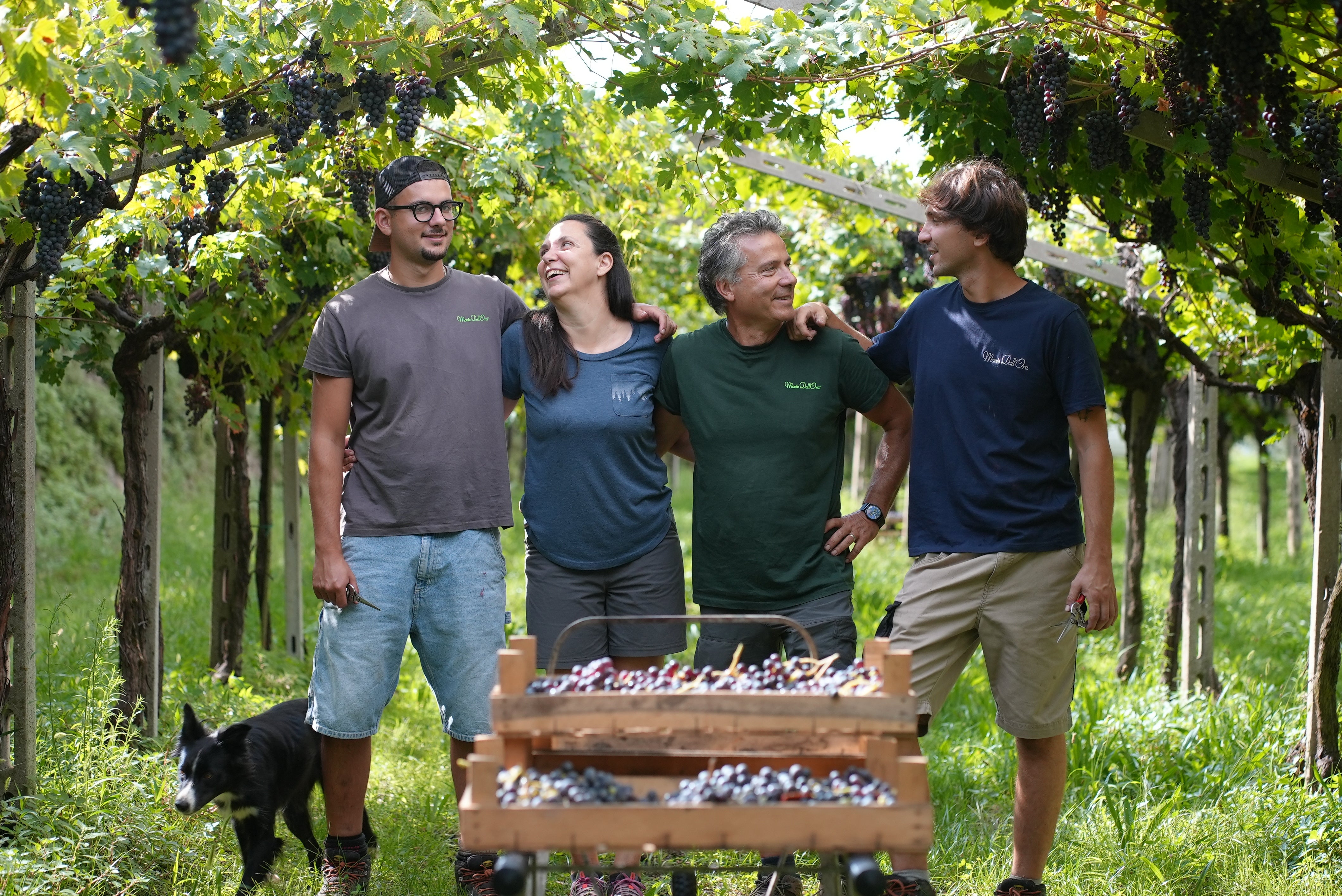 Monte dall’Ora Six bottle collection: The hills of Valpolicella