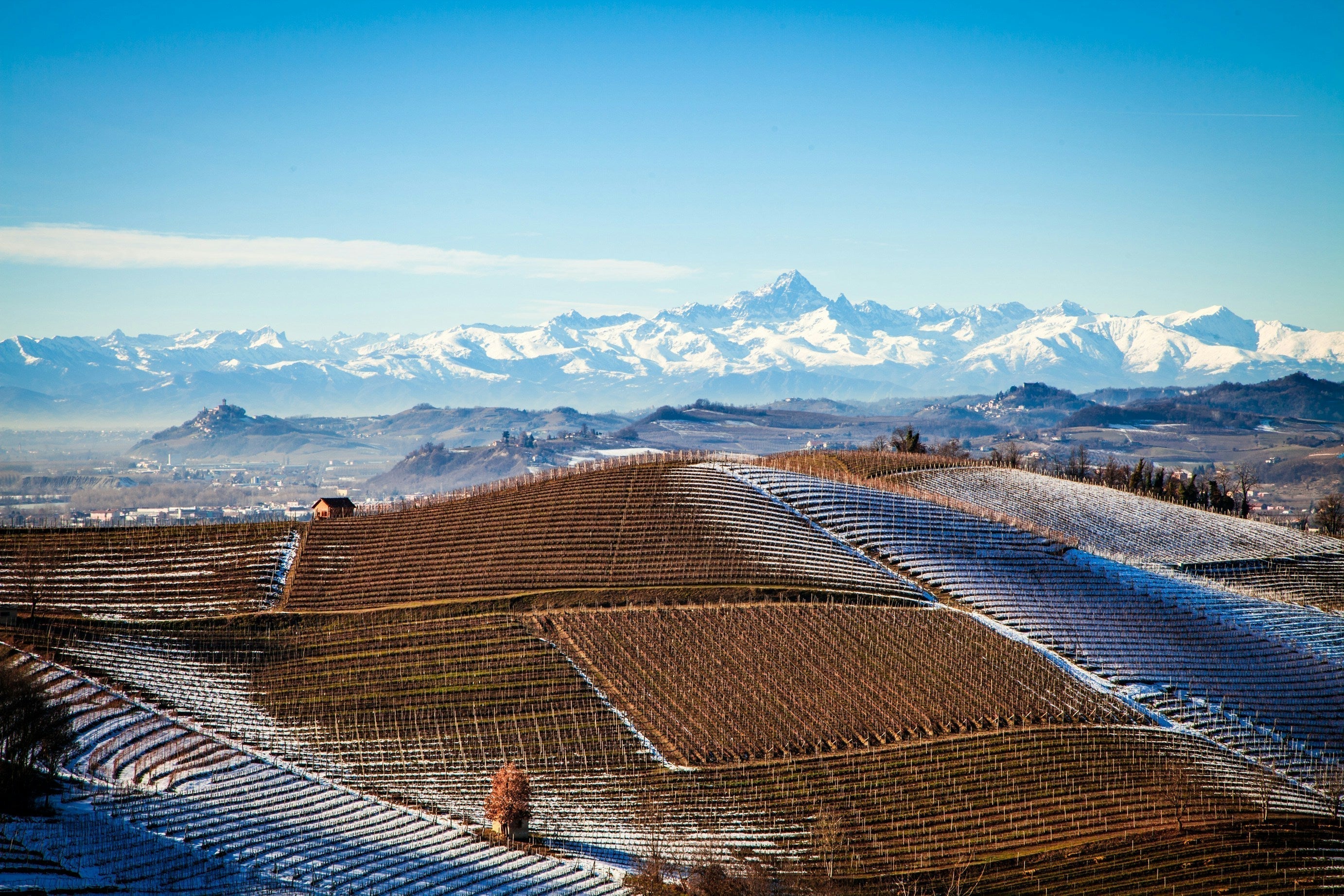 Barbera: The Red Wine We Return to in Winter