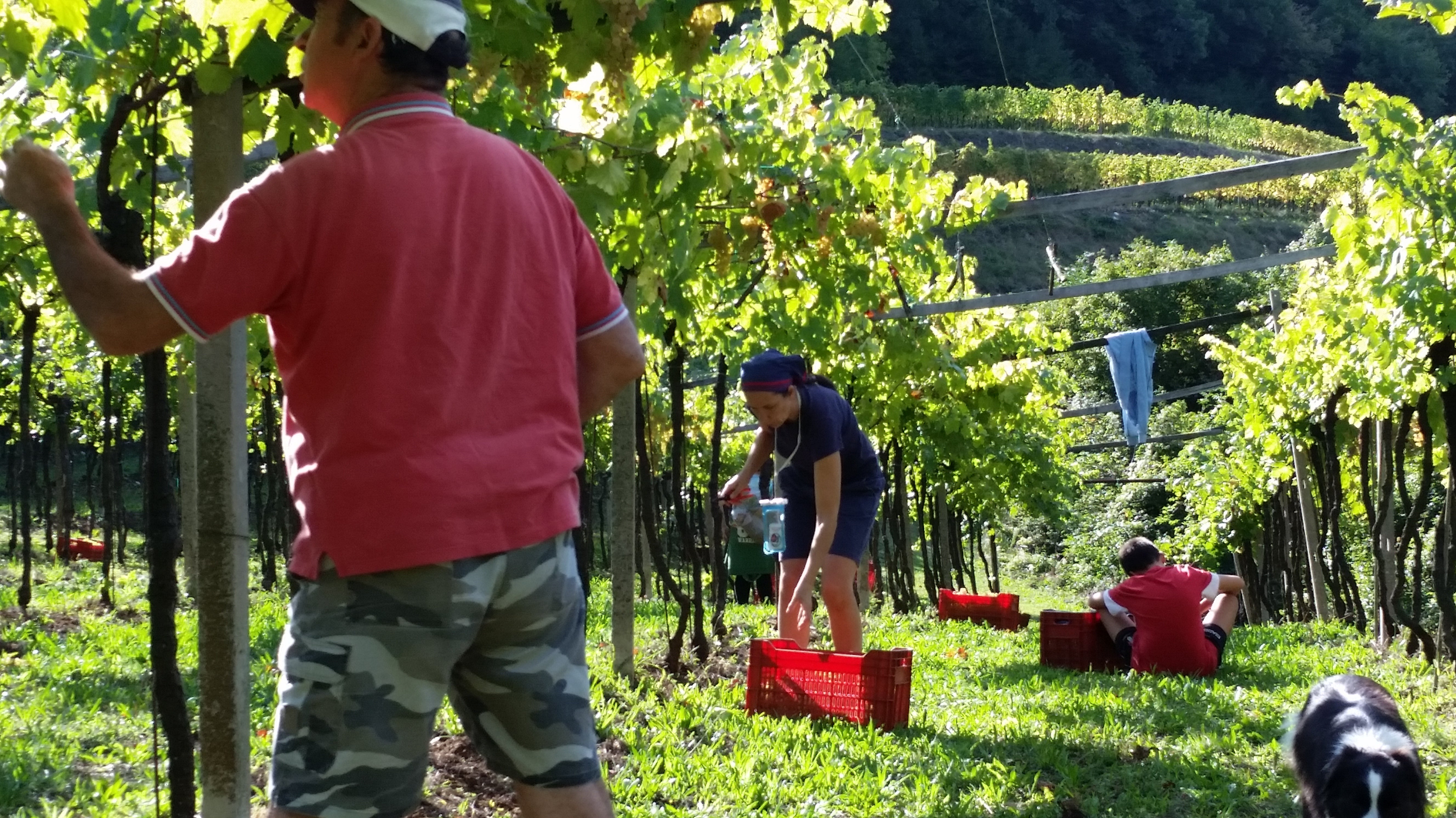 Monte dall’Ora Six bottle collection: The hills of Valpolicella