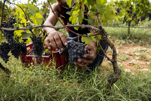 Arianna Occhipinti Six bottle collection: A Journey Through Vittoria