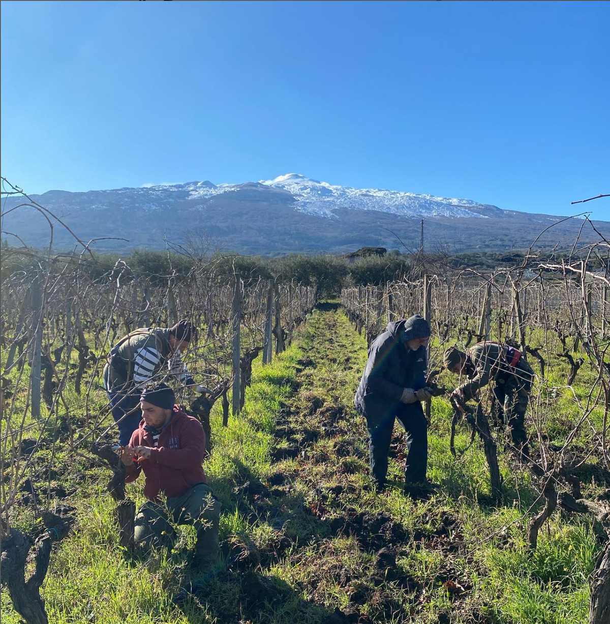 Frank Cornelissen Six bottle collection: The Contrade of Etna