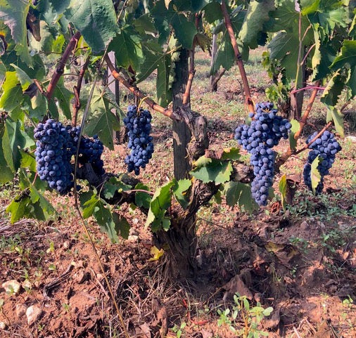 Arianna Occhipinti Six bottle collection: A Journey Through Vittoria