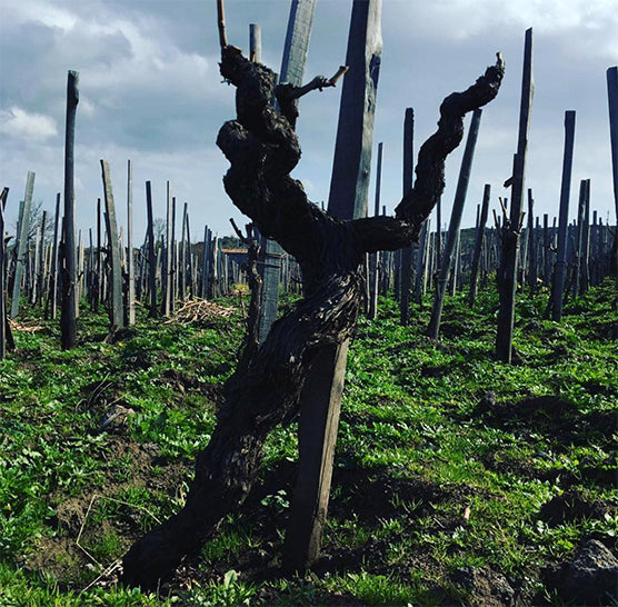 Salvo Foti Six bottle collection: I Vigneri, The History of Mount Etna