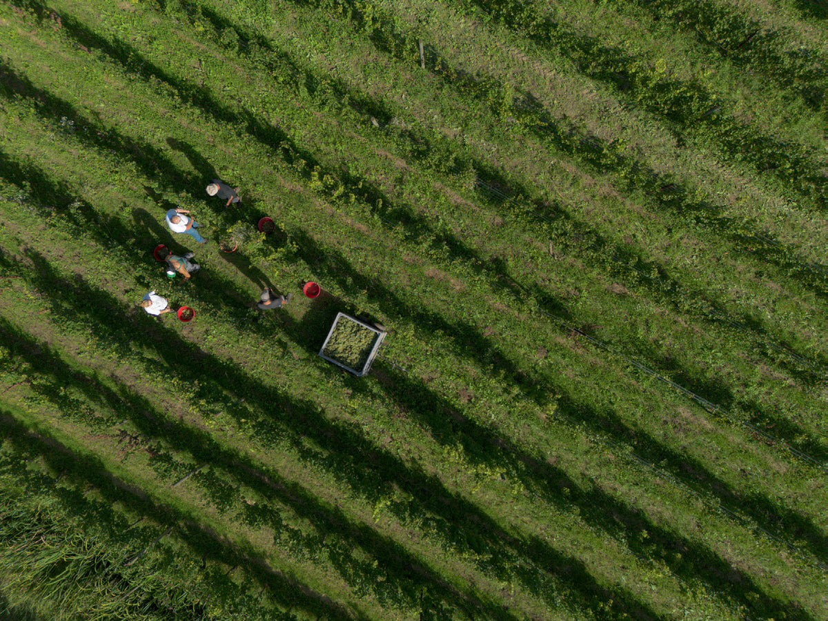 Foradori Twelve bottle collection: a study of Trentino