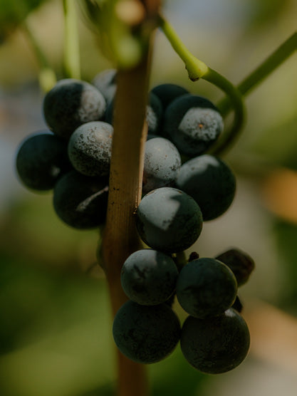 Foradori Twelve bottle collection: a study of Trentino