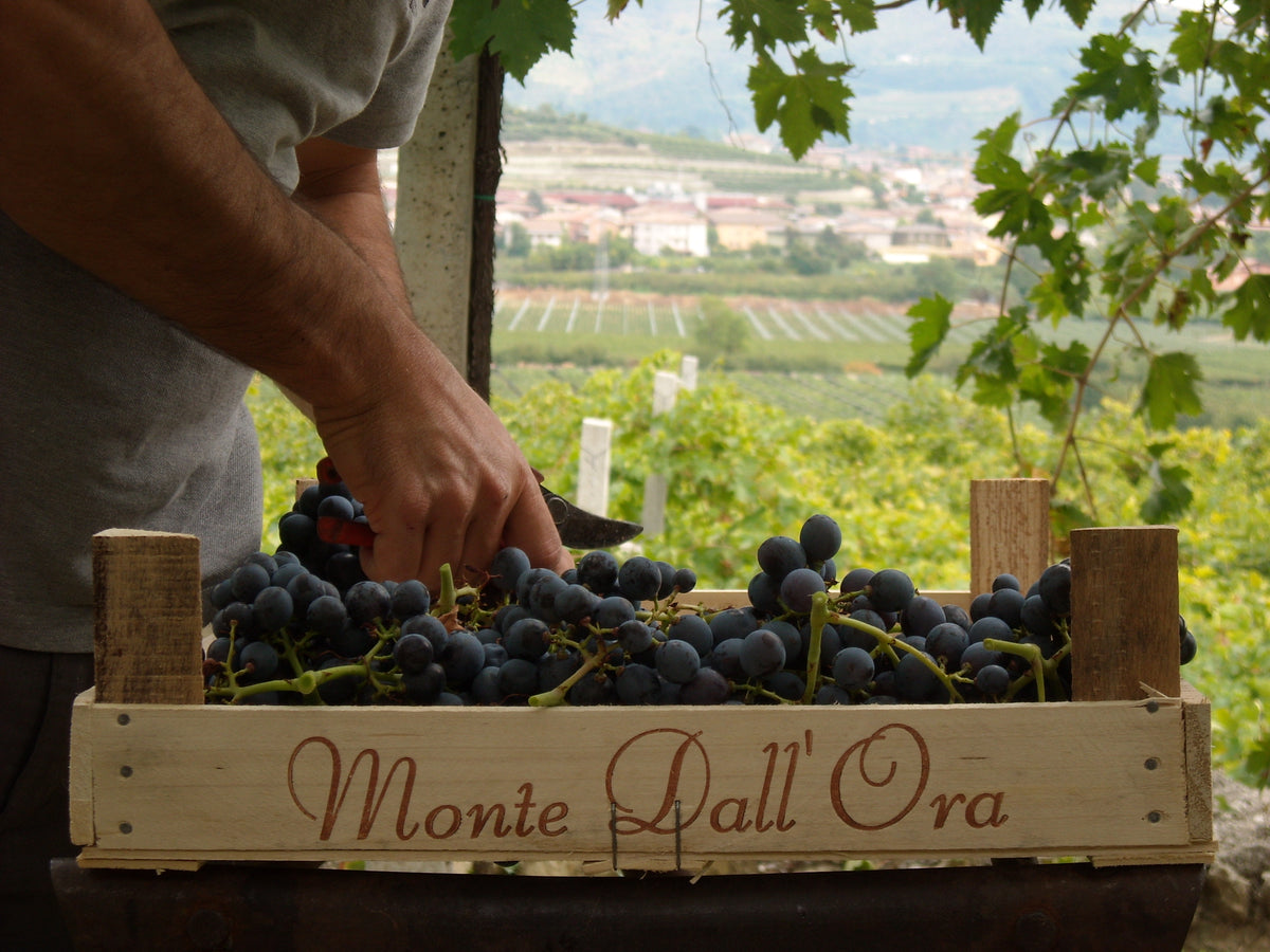 Monte dall’Ora Six bottle collection: The hills of Valpolicella